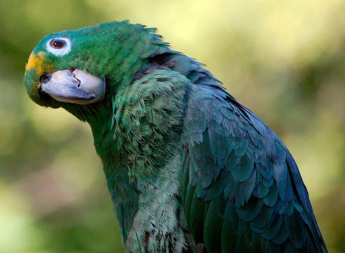 Amazona farinosa surena 1