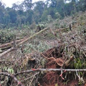 Amazonie de forestation 1