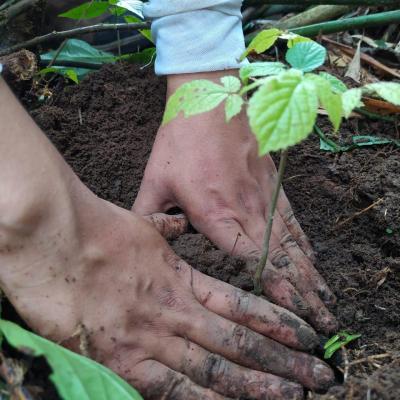 Arbres plante