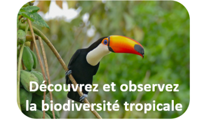 Biodiversite tropicale