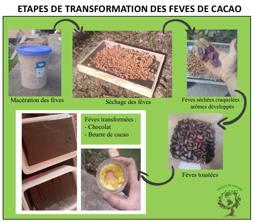 Cacao