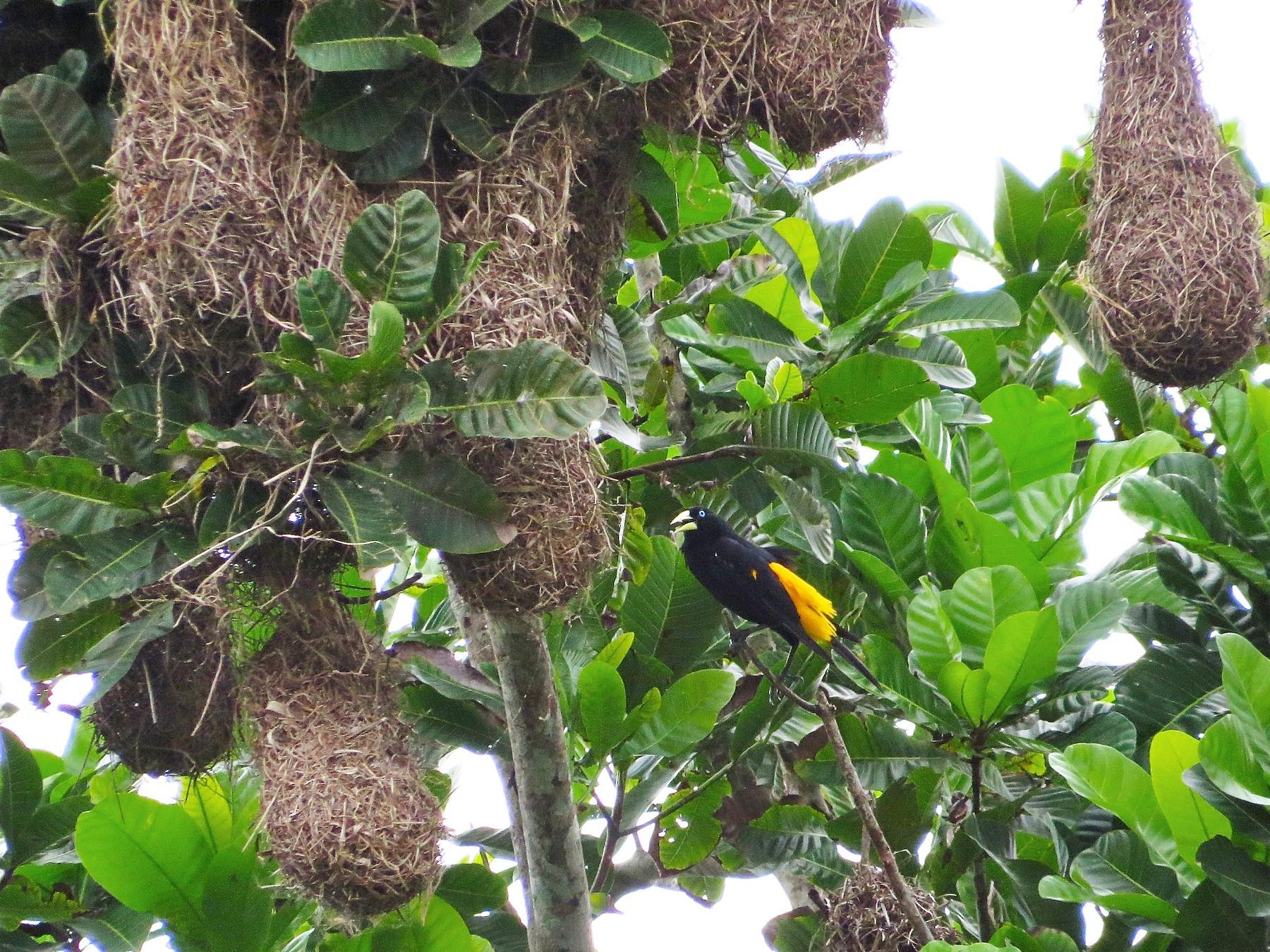 Cassique cul jaune cacicus cela