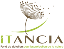 Itancia 2