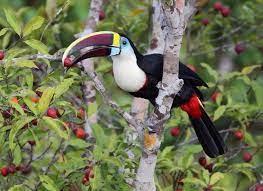 Ramphastos tucanus