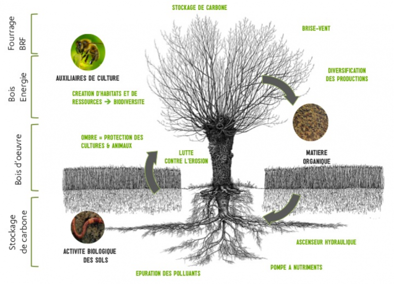 Les arbres pour améliorer notre environnement