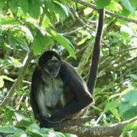 Singe araigne e a ventre blanc